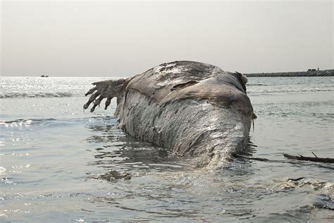 What Happens To Dead Whales