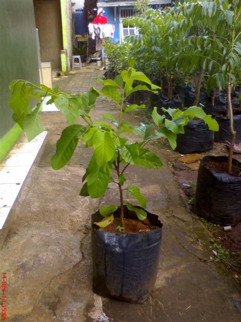 Posted by bbitbjm on 17/03/2013. JUAL BIBIT TANAMAN BUAH: SRIKAYA NEW VARIETAS