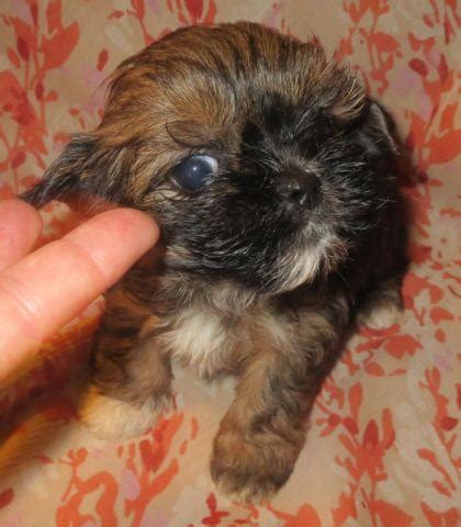 Bonk, cocoa, bouncie tend to. Yorkie Mix (SHORKIE - Yorkie & Imperial Shih Tzu) Puppies ...