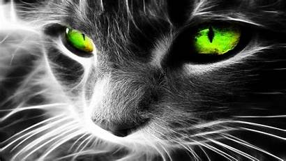 Cats Eyes Wallpaperup Animals