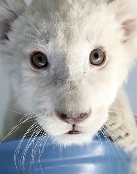 Extremely Rare White Lion Quadruplets Born At Safari Park In China
