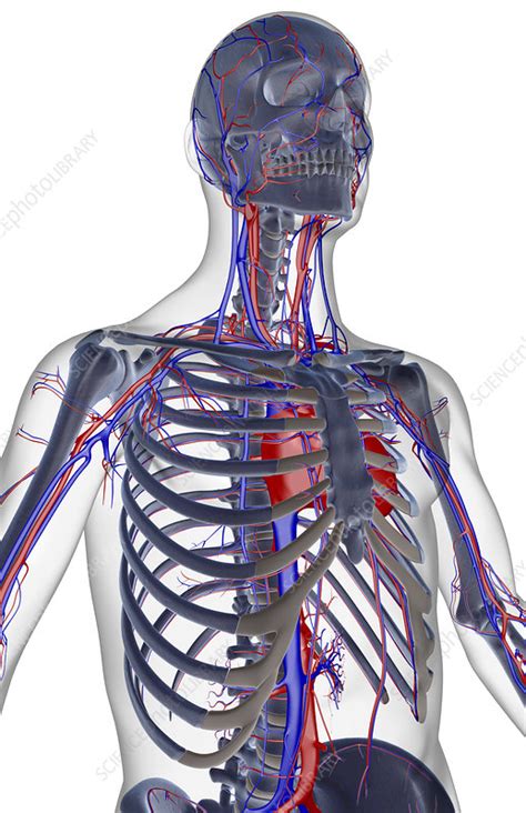 The Blood Supply Of The Upper Body Stock Image F0016450 Science