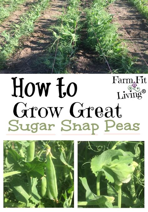 How To Grow Great Sugar Snap Peas In Your Home Garden In 2023 Home