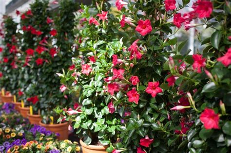Winterharte exotische blumen, die nicht jeder im garten hat. Mediterrane Pflanzen für den Garten | Mediterrane pflanzen ...