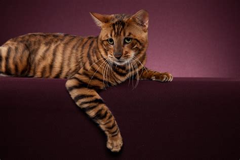 A Toyger Cat Originally A Cross Between A Wild Asian Leopard Cat And A