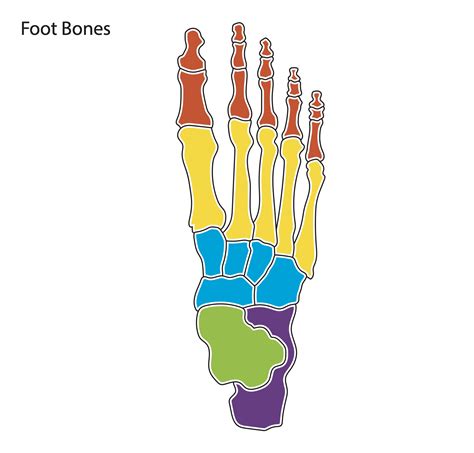 Foot Bone Diagram Resource Imageshare
