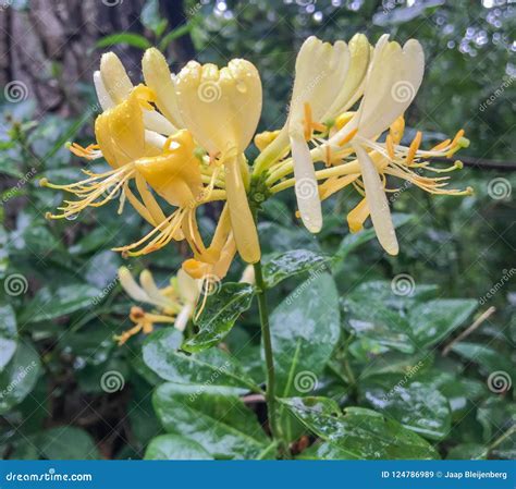 Beautiful Yellow Honeysuckle Flowers Macro Close Up Stock Image Image