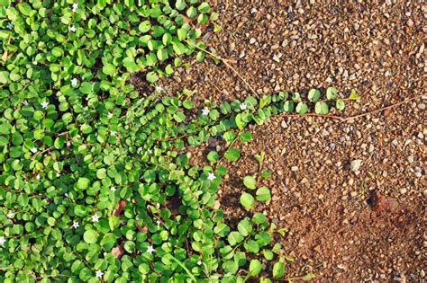 This is a good reason to have your soil tested. How To Fix Clay Soil Before You Stop Gardening - A Green Hand