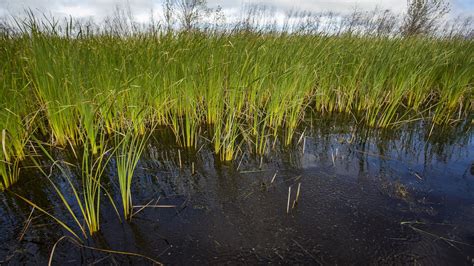 Once Nearly Wiped Out By Pollution Wild Rice Is Coming Back To