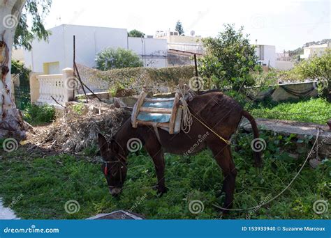 Greek Donkey Lakki Leros Dodecanese Leros Greece Stock Photo