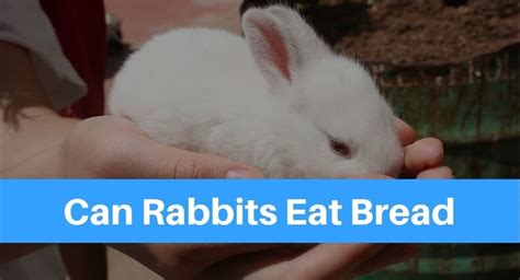 Can Rabbits Eat Bread Petsolino