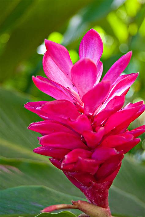 Hawaiian Flower Photograph By Naomi Hayes