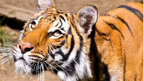 Report Doors Unlocked Before Tiger Attack At Kansas Zoo Whp