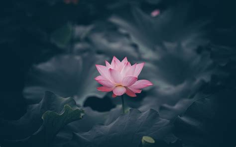 Download Wallpaper 1920x1200 Pink Lotus Flower Bloom 1610