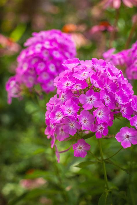 Perennial Flowers That Bloom All Summer Better Homes And Gardens