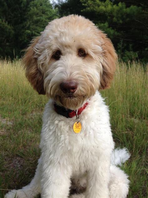 Cute goldendoodle puppy with black bow tie. types of goldendoodle haircuts - Google Search (mit ...