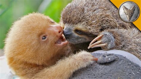 6 Different Types Of Sloths In The Rainforest With Pictures And Facts