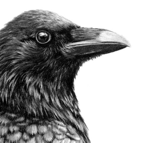 Original Crow Pencil Drawing Free Uk Shipping — Thethrivingwild