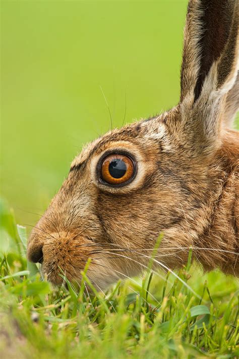 Head Of Hare Photograph By Simon Litten