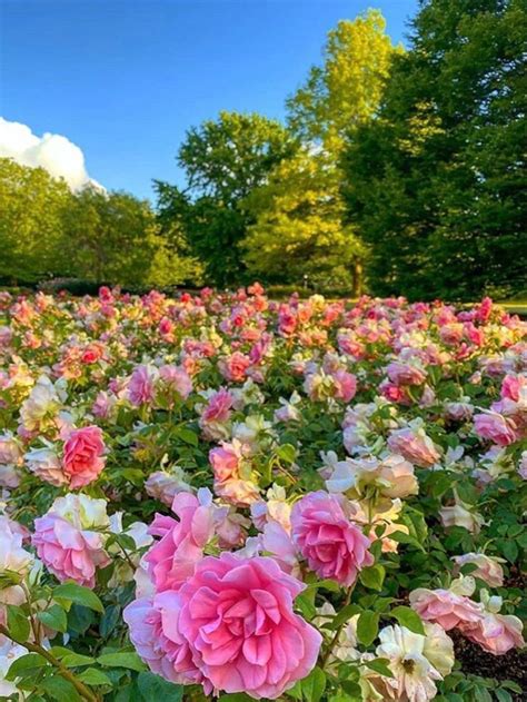 We're family owned and operated, and. Regents park | Regents park, Flowers, Plants