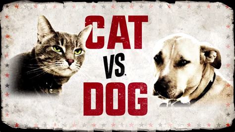 Cat Vs Dog Premieres Nov 11 On Animal Planet Youtube