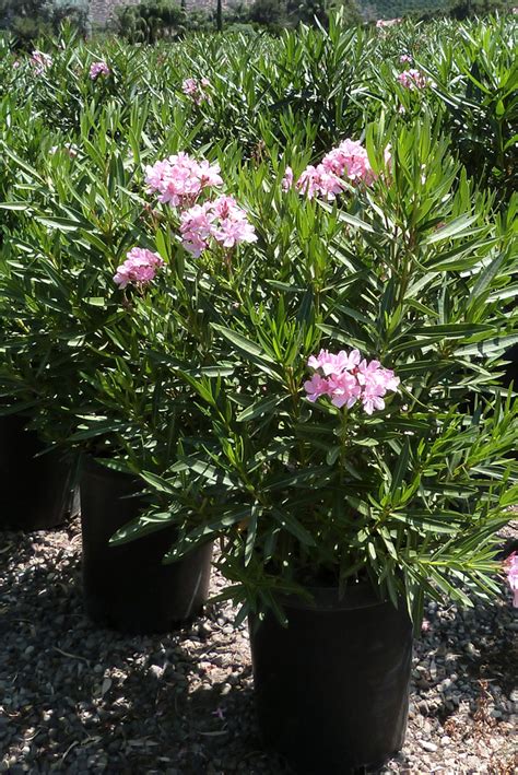 Nerium Oleander Light Pink T Y Nursery