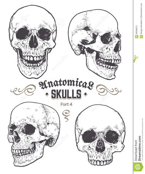 Anatomical Skulls Vector Set Stock Vector Illustration Of Cracked