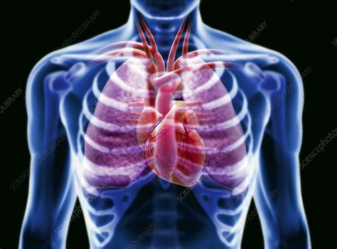 Humans have two lungs, the left lung, and the right lung. Heart and lungs - Stock Image - P216/0395 - Science Photo ...