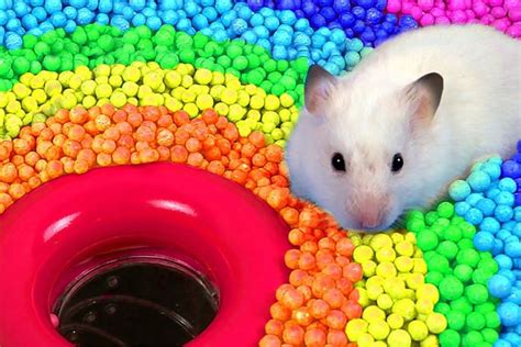 Are Hamsters Color Blind Exploring Hamster Vision Hamster Spruce