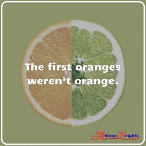 The First Oranges🍊 Werent Orange Fun Facts Oranges Facts