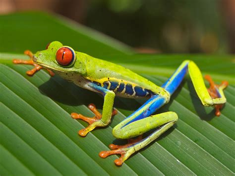 Beautiful Tree Nymphs Dazzling Red Eyed Tree Frogs 16 Pics