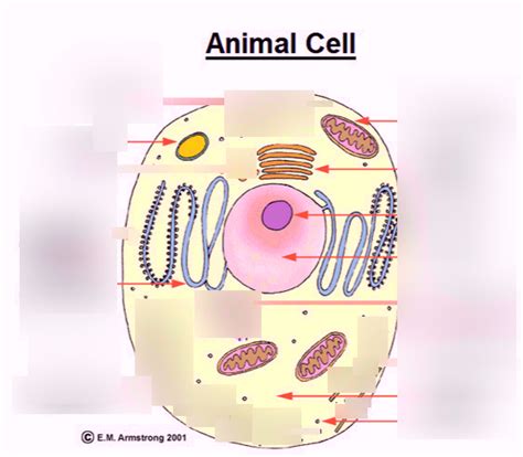 Parts Of An Animal Cell Diagram Quizlet
