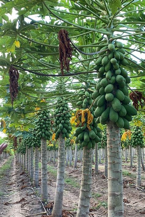 Solo Papayas Growing As Far As The Eye Can See This Sweet Fruit Is