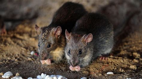 People become infected when they inhale (breathe in) dust. Hantavirus Facts You Need to Know Before You Panic ...
