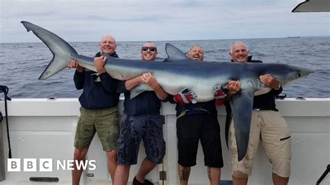 Exceptional British Record Shark Caught Off Cornwall Bbc News