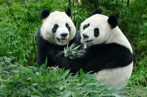 Panda Bears In Singapore Smiling Photoshopbattles