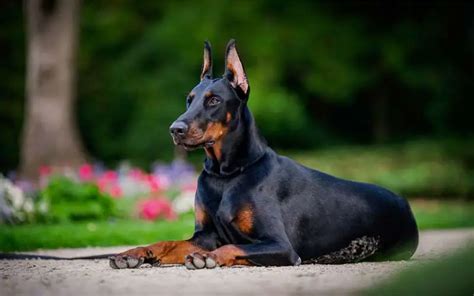 10 Fun Facts About Doberman Pinschers Discover The Fascina