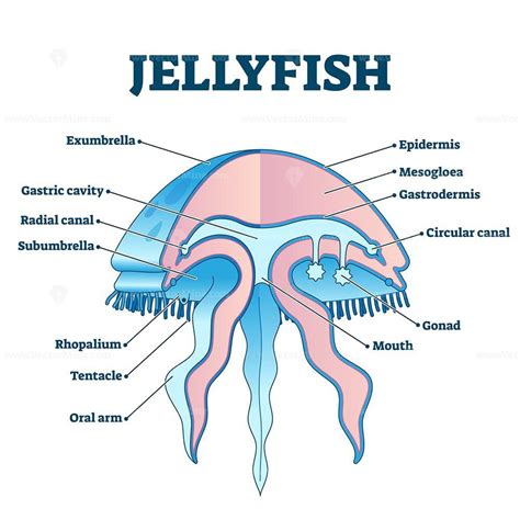 Description Jellyfish Educational Diagram Vector Illustration Marine