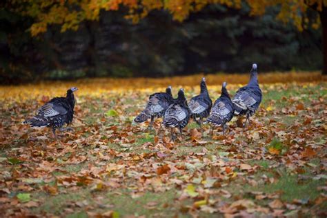 Wild Turkeys In The Fall Autumn Leaves Stock Photo Image Of Autumn