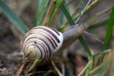 A Simple Guide To Britain S Snails Country Life