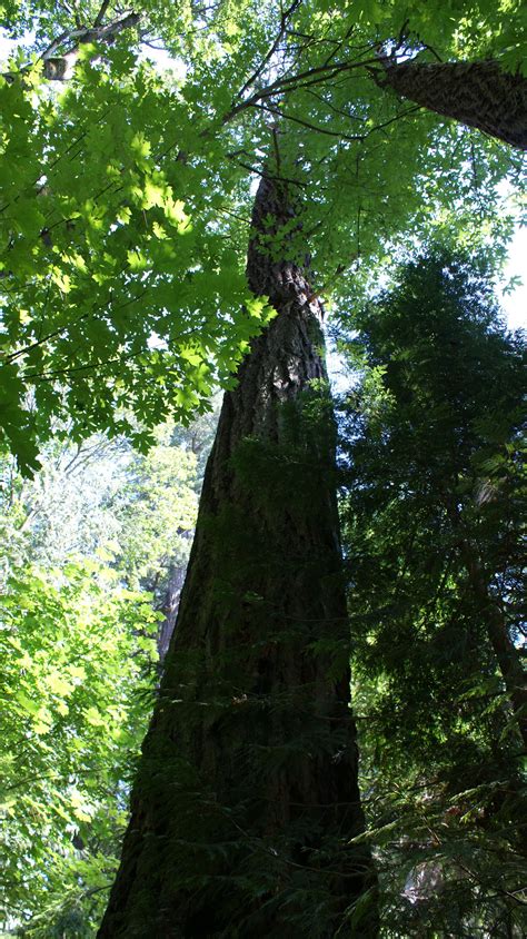 Gigantic Tree In British Columbia By Sabine Dumke 2010