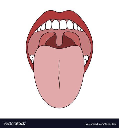 Human Mouth And Tongue Oral Cavity Isolated Vector Image