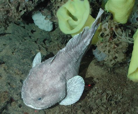 The blobfish likes exotic places. Psychrolutes - Wikipedia