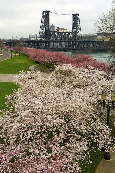 Cherry Blossoms Trees Along Portland Waterfront Photograph By David Gn