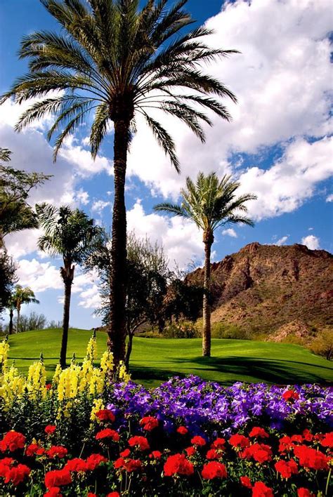 Palm Trees And Colorful Flowers Thrive In The Deserts Of Phoenix