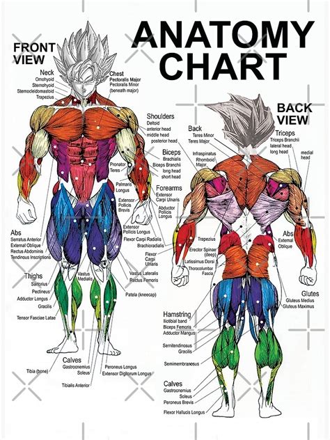 Anatomy Muscle Chart Diagram Poster By Gohanflex Redbubble