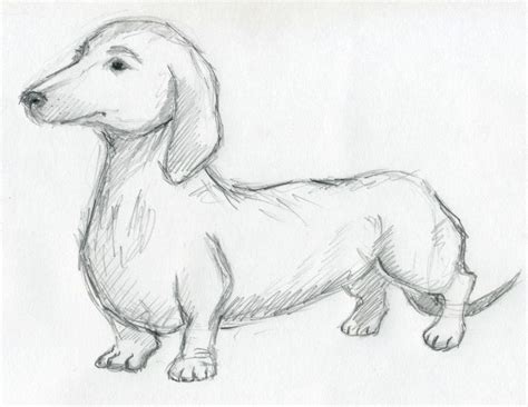 Pencil Easy Beginner Animal Sketches Protes Png