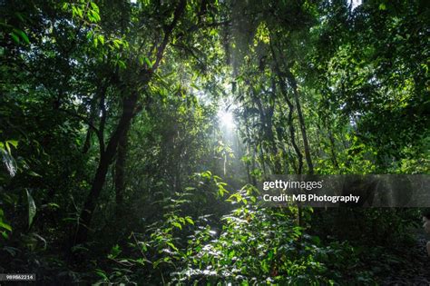 Costa Rica Rainforest High Res Stock Photo Getty Images