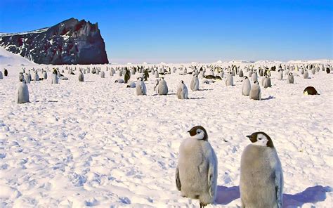 ღ ɞ¸•´¨`• ♥ Penguins Antarctica Penguin Images