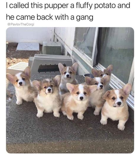You can take any video, trim the best part, combine with other videos, add soundtrack. 250+ Dankest Corgi Memes | #MemeGodCertified |Doggypedia